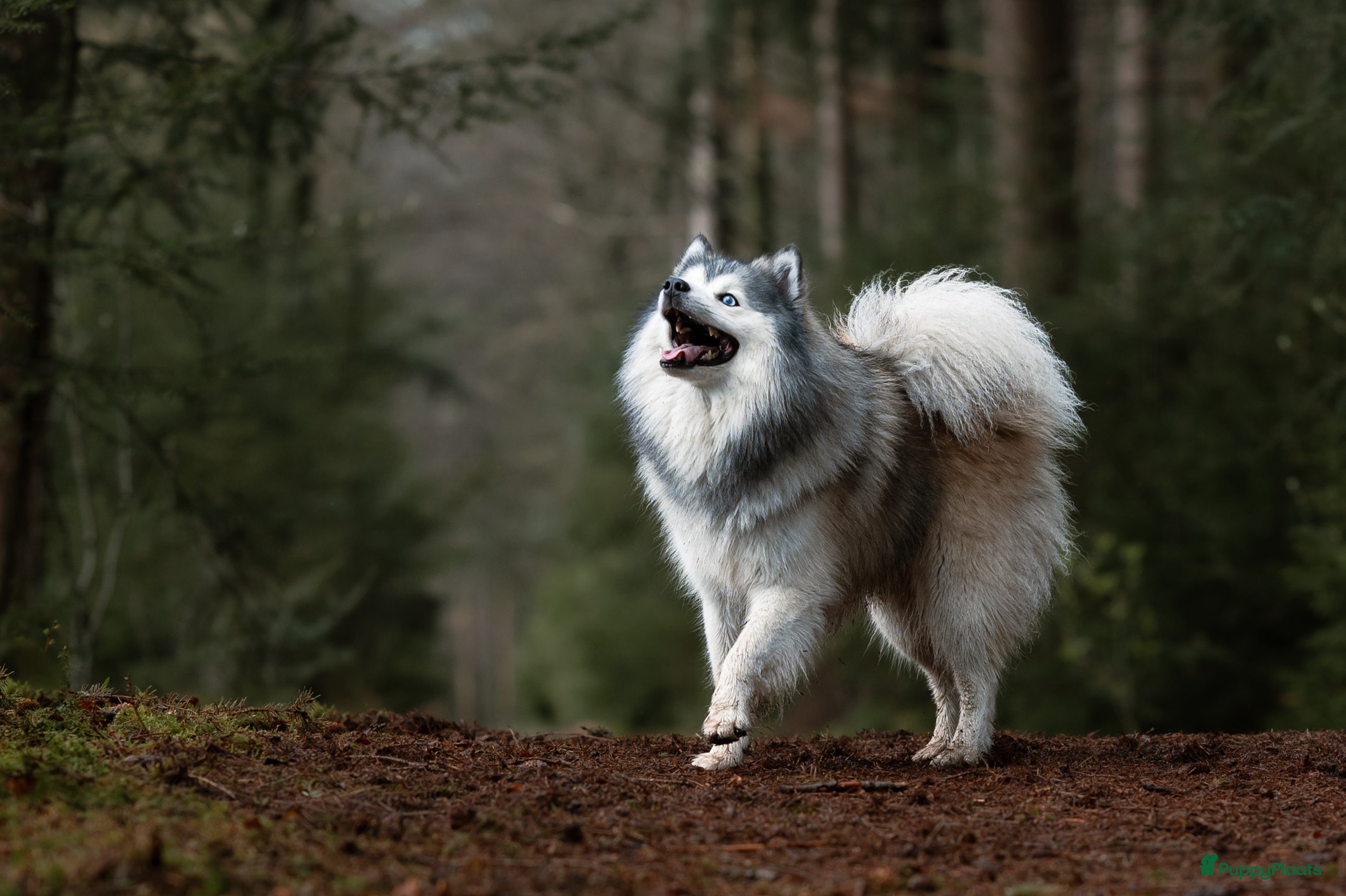 Pomsky honden F1 Dekreu Pomsky  - Advertentie 2