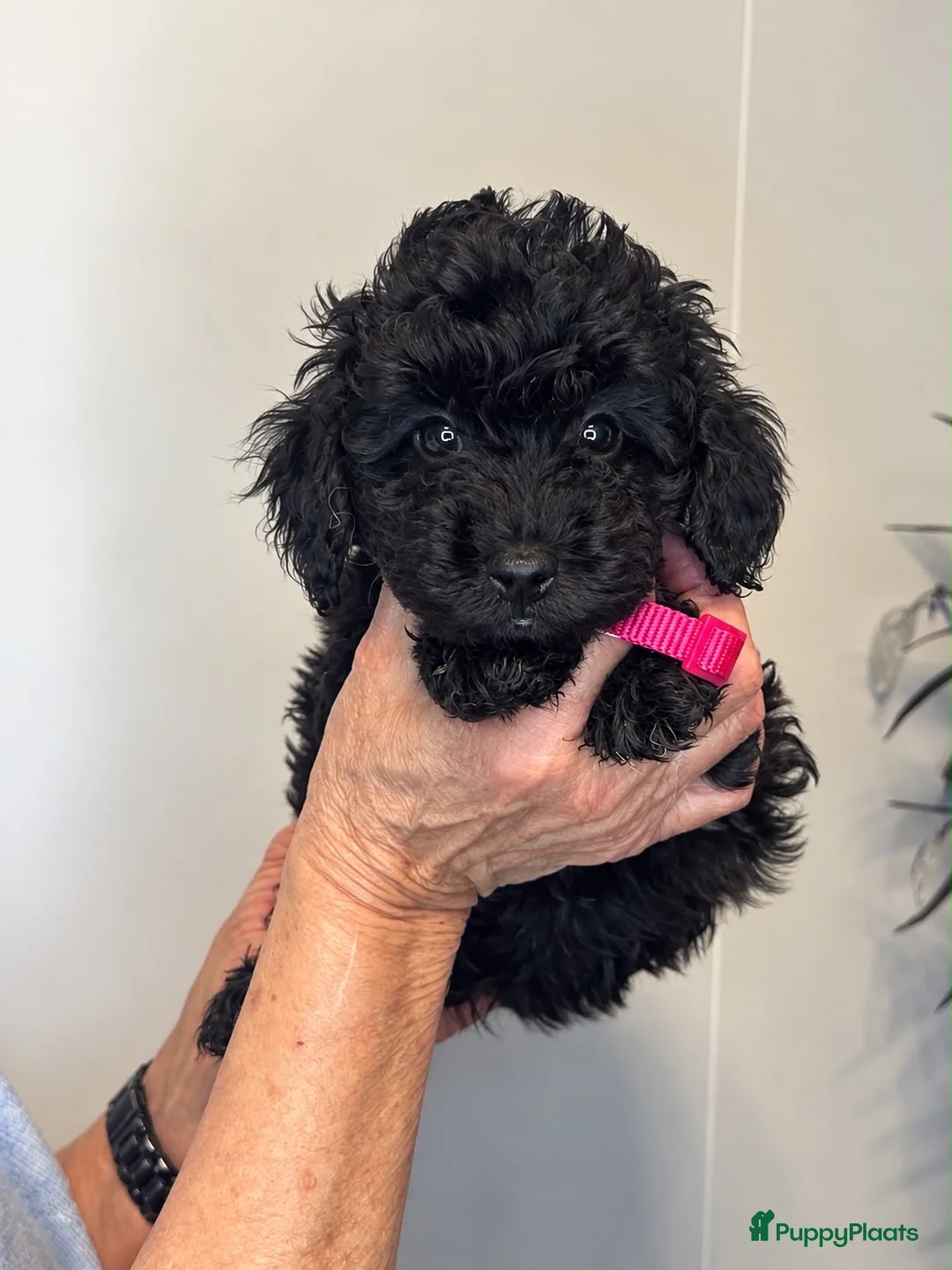 Kruising honden te koop: Toy/dwerg poedel pups - Advertentie 8
