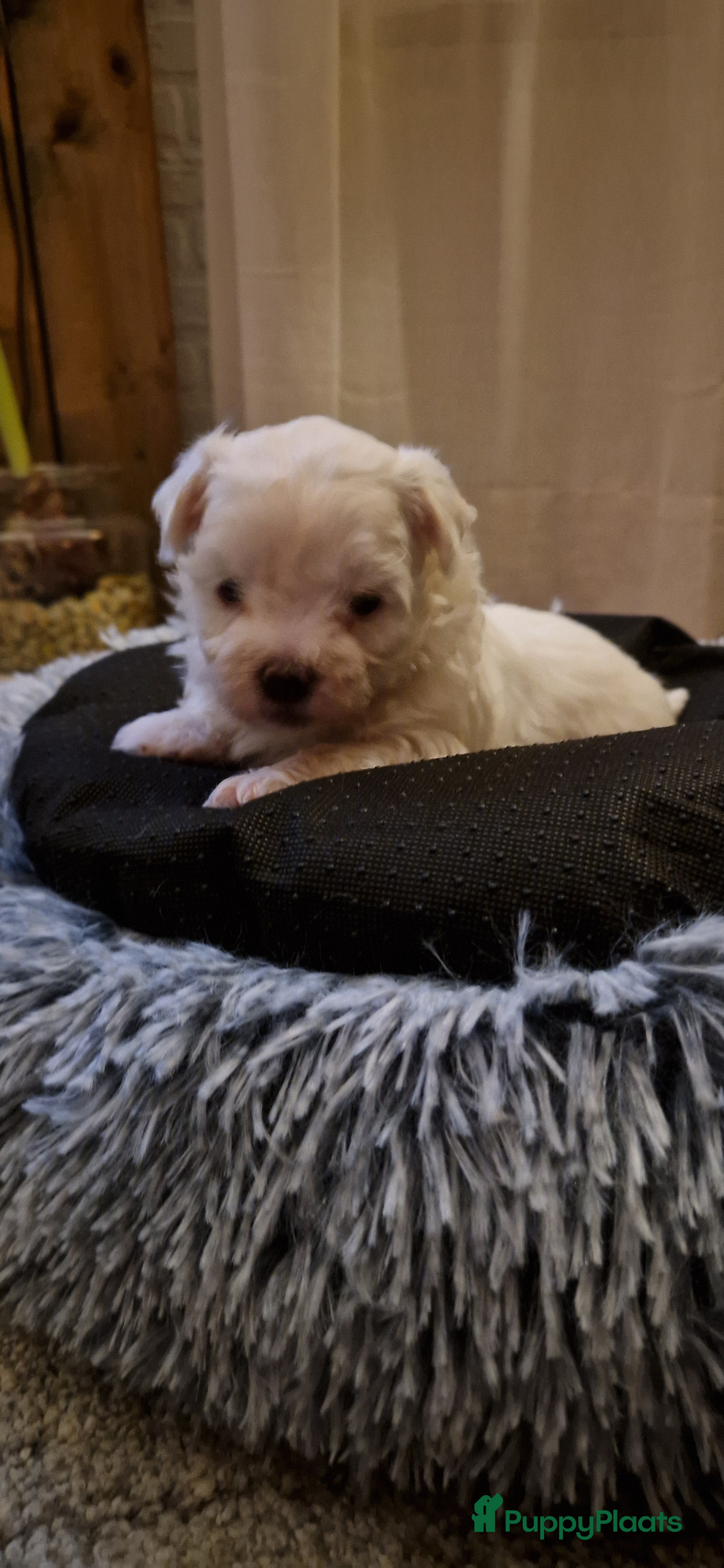 Maltezer honden Prachtige Maltezer pup- 1 reutje - Advertentie 2