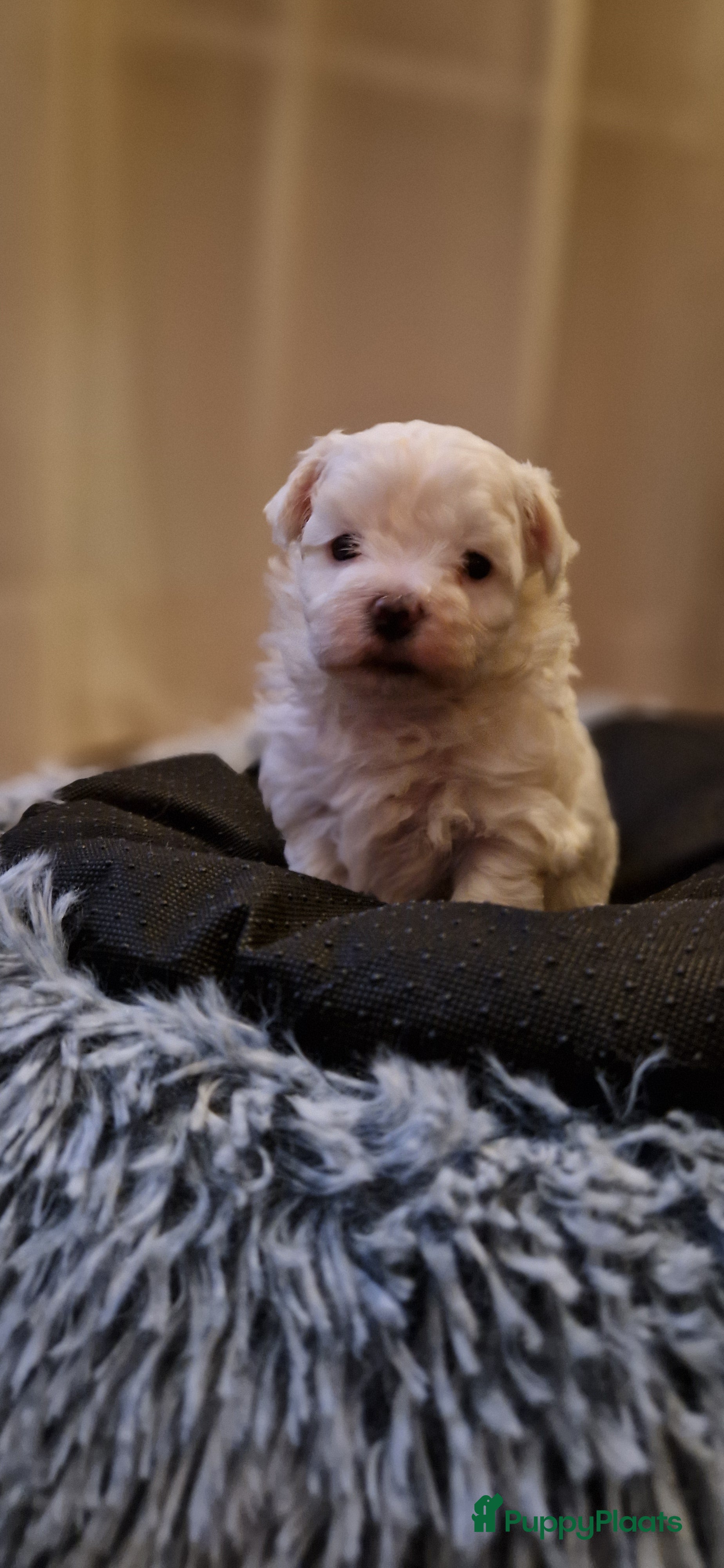 Maltezer honden Prachtige Maltezer pup- 1 reutje - Advertentie 16