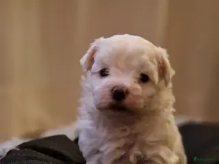 Maltezer honden Prachtige Maltezer pup- 1 reutje - Advertentie 16