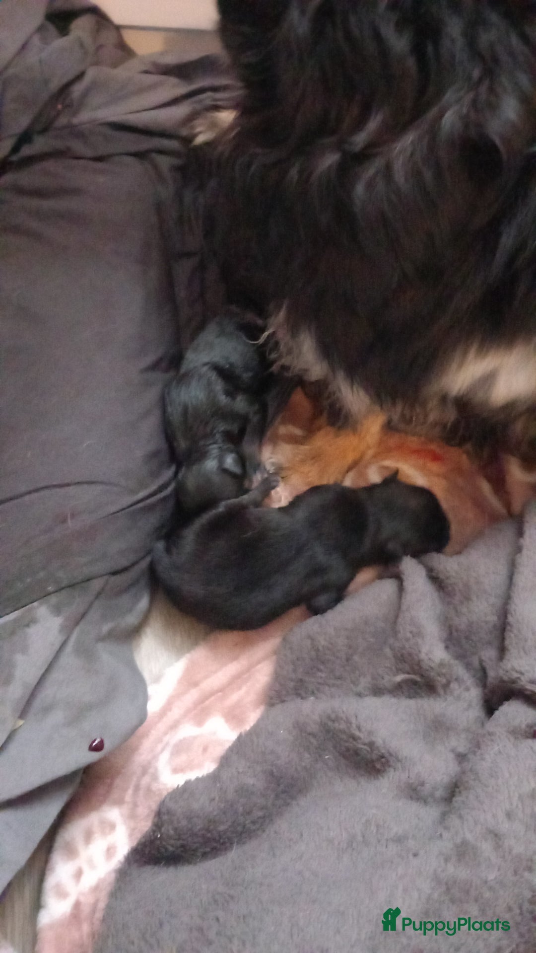 Chihuahua honden te koop: Te koop  chihuahua  pups q - Advertentie 3