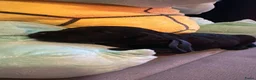 Labradoodle honden te koop: Australian Labradoodle pups  - Advertentie 12
