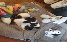 Jack Russel Terriër honden te koop: Lieve ruwharige JACK RUSSELTJES Laagbenig, dď - Afbeelding 12