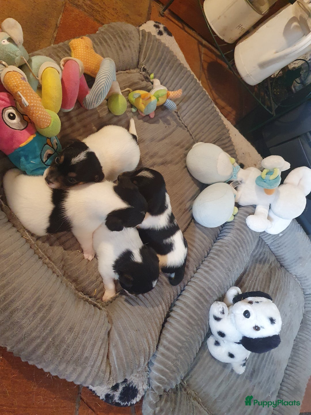 Jack Russel Terriër honden te koop: Lieve ruwharige JACK RUSSELTJES Laagbenig, dď - Afbeelding 12