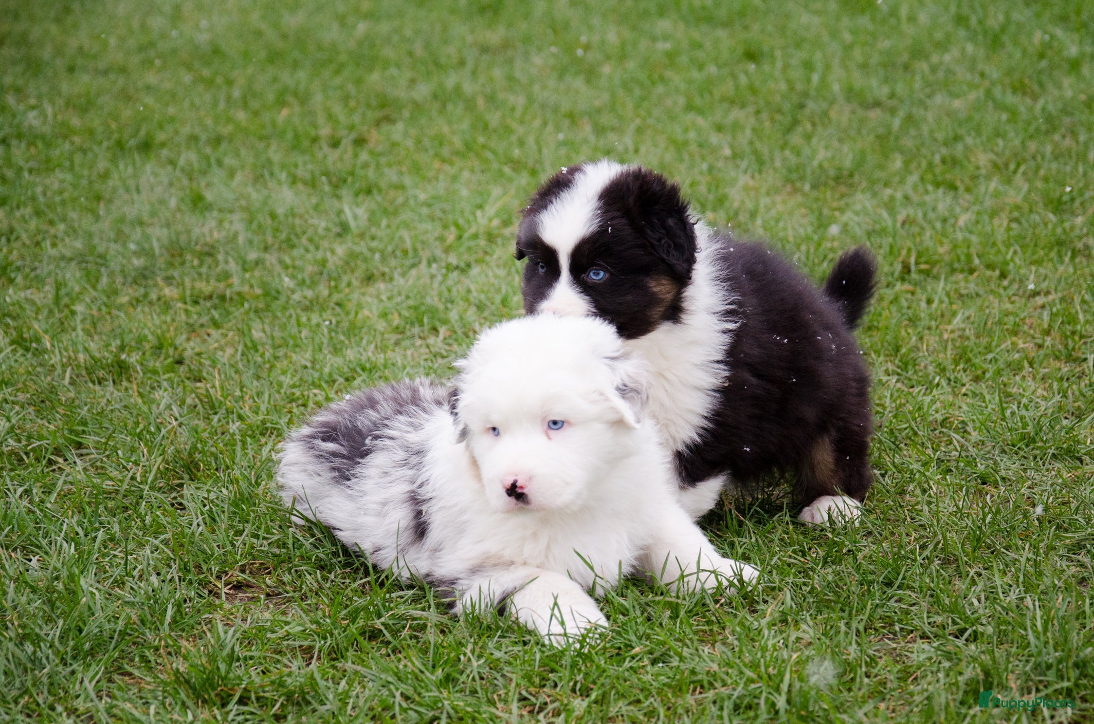 Australian Shepherd honden Australische herder pups geboren op boerderij (BE) - Advertentie 1