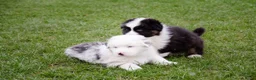Australian Shepherd honden te koop: Australische herder pups geboren op boerderij (BE) - Advertentie 1