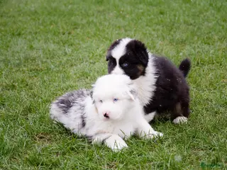 Australian Shepherd honden Australische herder pups geboren op boerderij (BE) - Advertentie 1