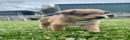 Kruising honden te koop: Pup Eurasiër / Herdermix - Advertentie 7