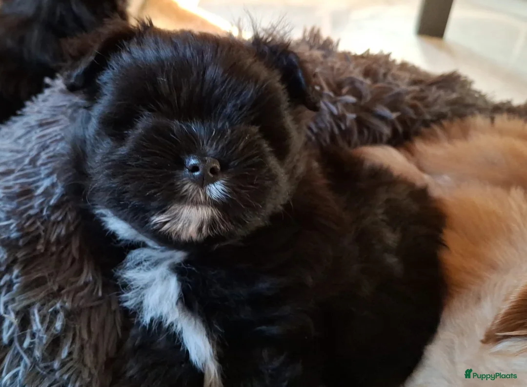 Kruising honden te koop: Mooie havapom (havanezer/pomeriaan) pups - Advertentie 2