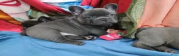 Franse Bulldog honden te koop: Franse Bulldog Pups met langer neusje Blauw&lilac - Advertentie 5