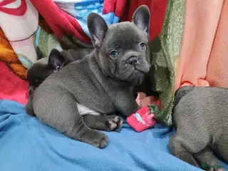 Franse Bulldog honden Franse Bulldog Pups met langer neusje Blauw&lilac - Advertentie 18