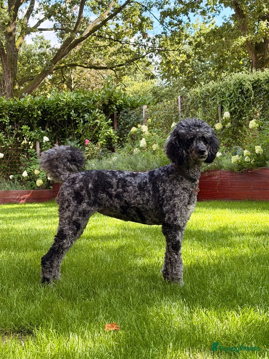 Poedel honden te koop: Prachtige poedel puppy’s  - Advertentie 2