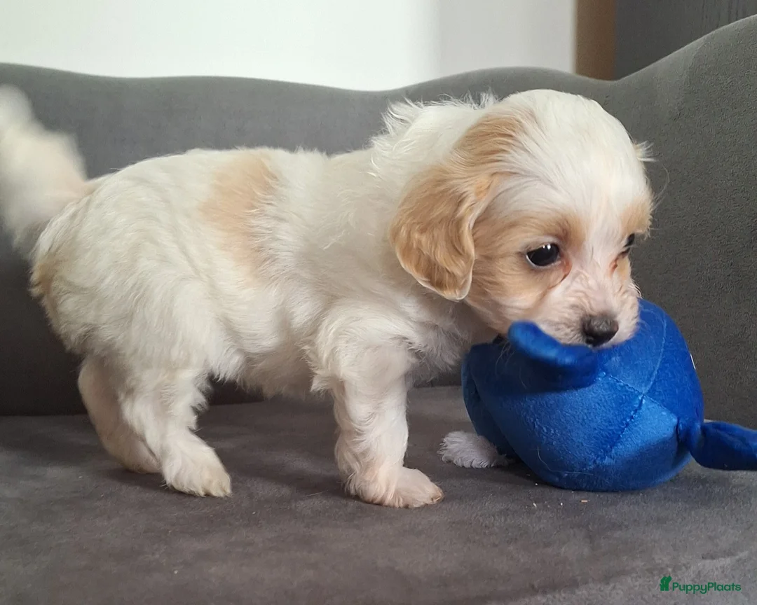 Maltipoo honden te koop: maltipoo reutje  - Advertentie 3
