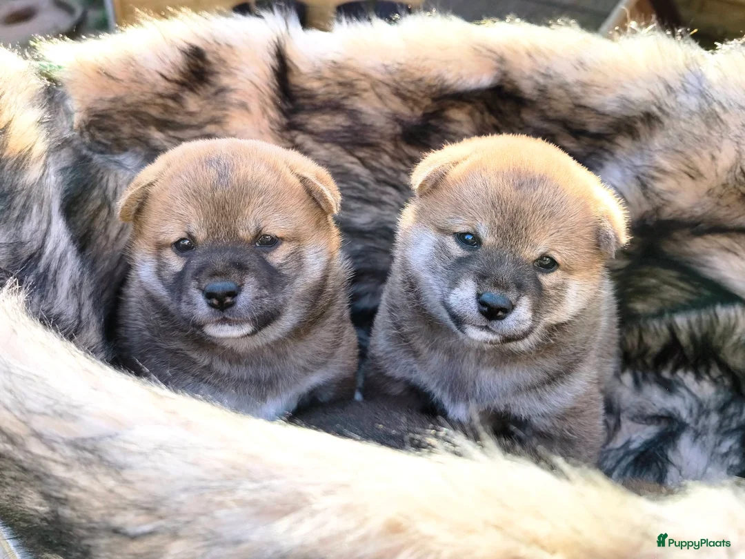 Shiba honden te koop: Shiba Inu pups met stamboom en gezondheidstesten - Advertentie 2