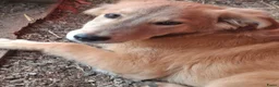Kruising honden ter adoptie: Codyy - Advertentie 2