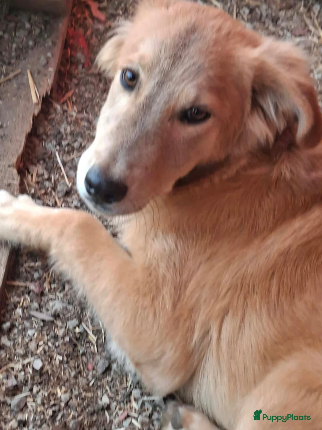 Kruising honden ter adoptie: Codyy - Advertentie 2