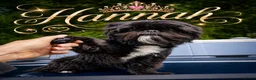 Shih Tzu honden te koop: Mooie lieve shih tzu puppys - Advertentie 2