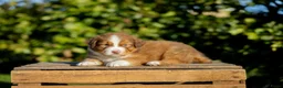 Kruising honden te koop: Gesocialiseerde Australian Shepherd x Toller pups - Advertentie 8