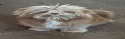 Kruising honden te koop: Mini Doodle pups  in IJsselstein - Advertentie 8