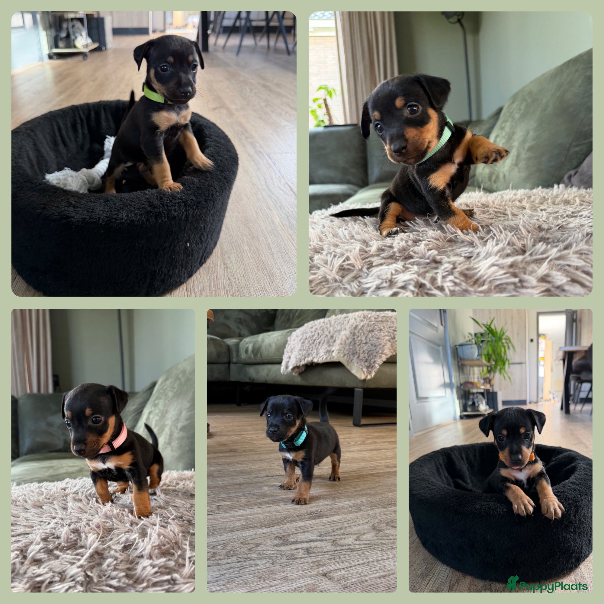 Jack Russel Terriër honden Prachtige Black & Tan Jack Russell pups - Advertentie 1