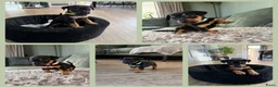 Jack Russel Terriër honden te koop: Prachtige Black & Tan Jack Russell pups in Sumar - Advertentie 1