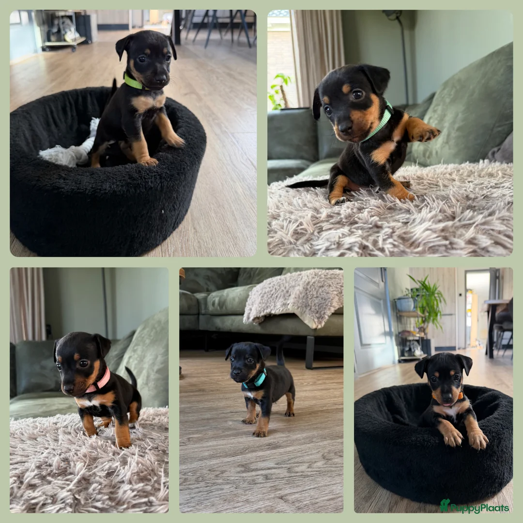 Jack Russel Terriër honden te koop: Prachtige Black & Tan Jack Russell pups in Sumar - Advertentie 1