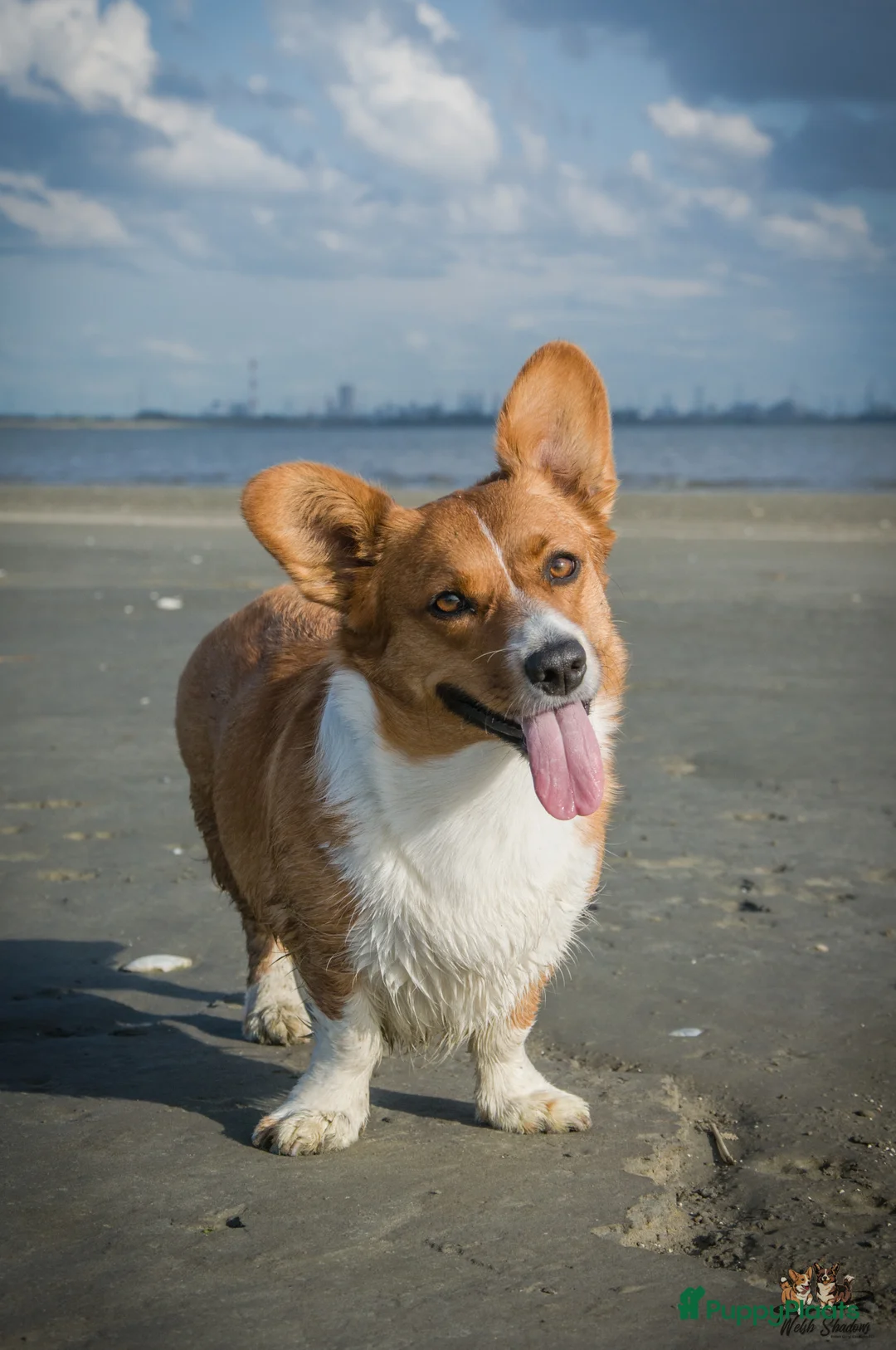 Galerij afbeelding {{count}}