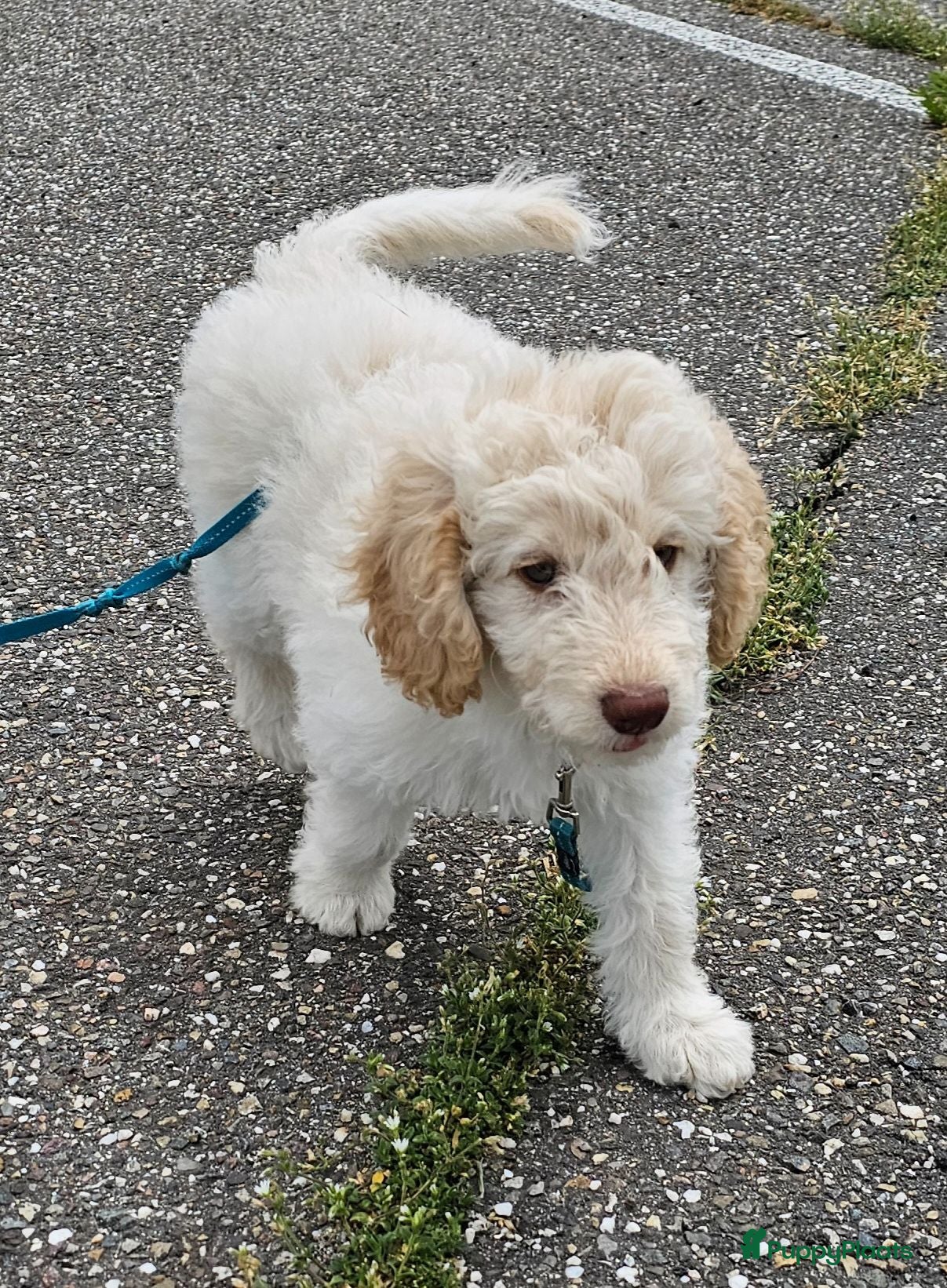 Kruising honden Wegens annulering nog 2 pups beschikbaar!! - Advertentie 2