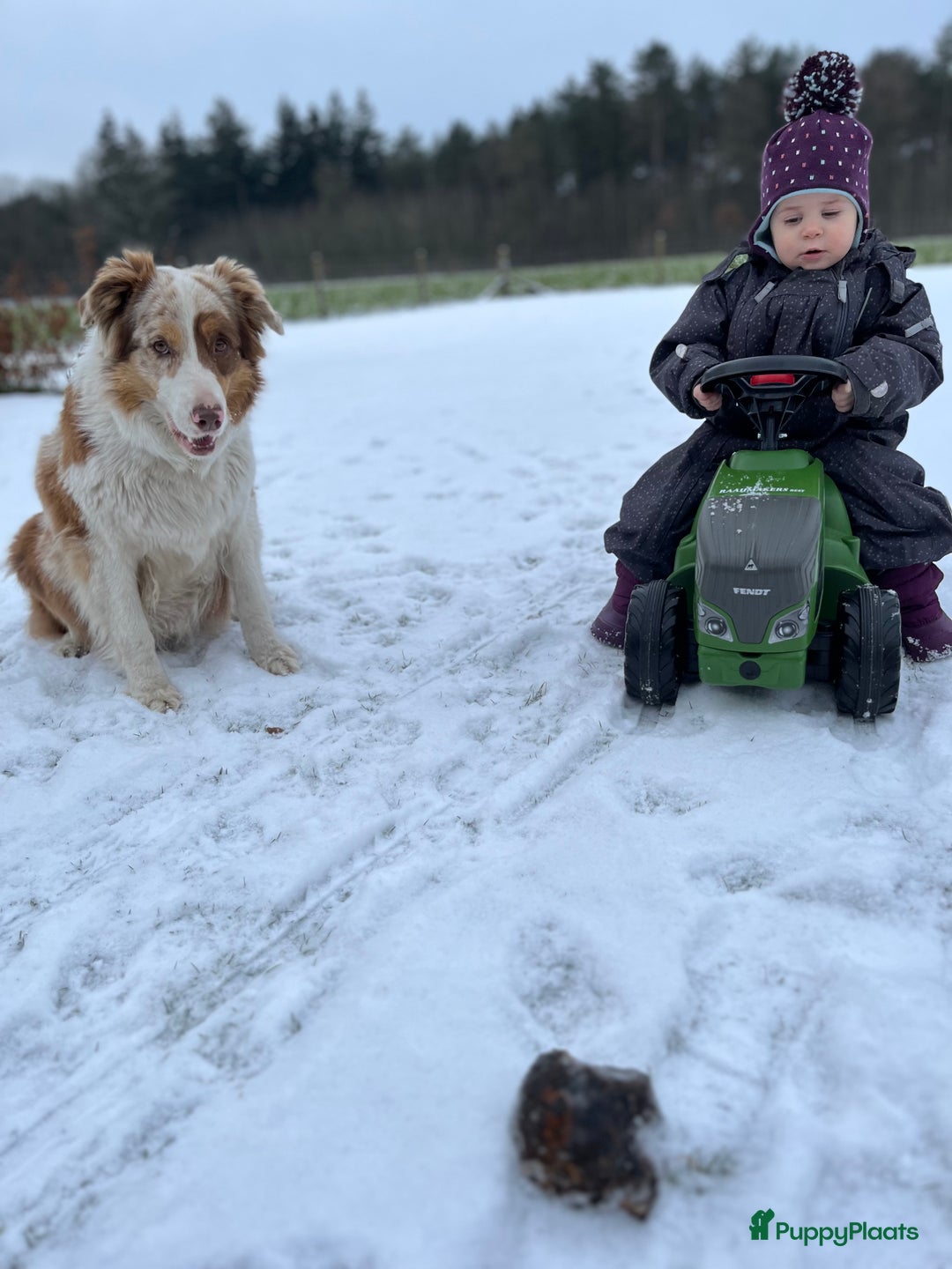 Australian Shepherd honden te koop: 100% aussie pups - Advertentie 2