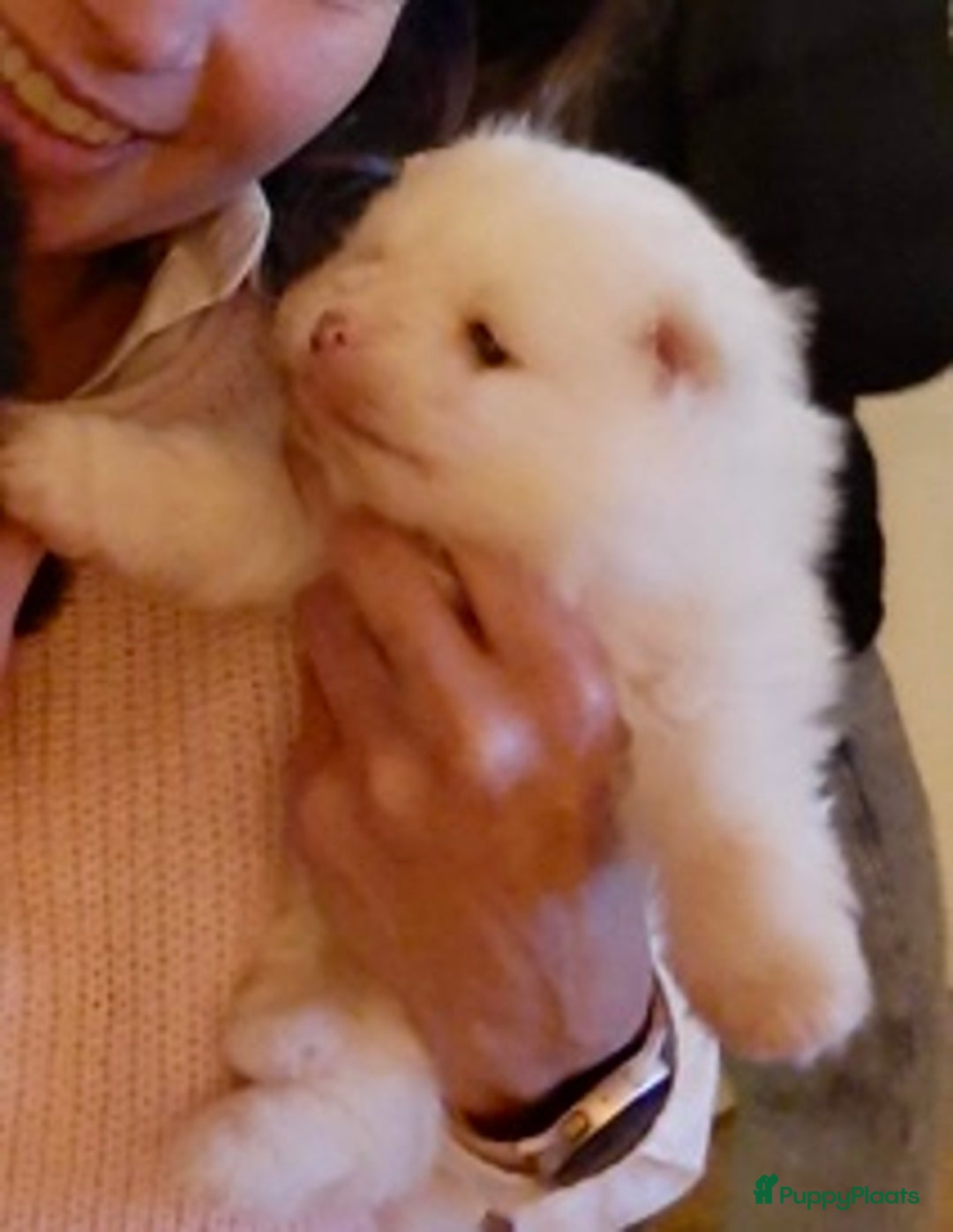 Pomeriaan honden te koop: Prachtig wit pomeriaan pupje, reu  - Advertentie 4