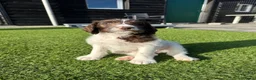 Kruising honden te koop: Kruising pups Doodle x Duitse stadoodle in Broeksterwald - Advertentie 18