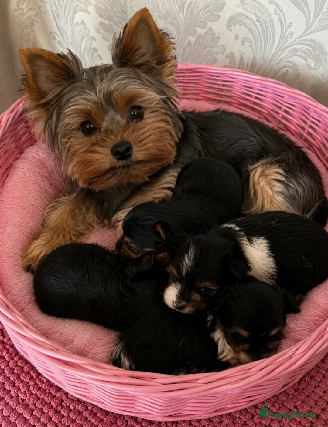Yorkshire Terriër honden te koop: Yorkshire terriër bieuwer - Advertentie 2