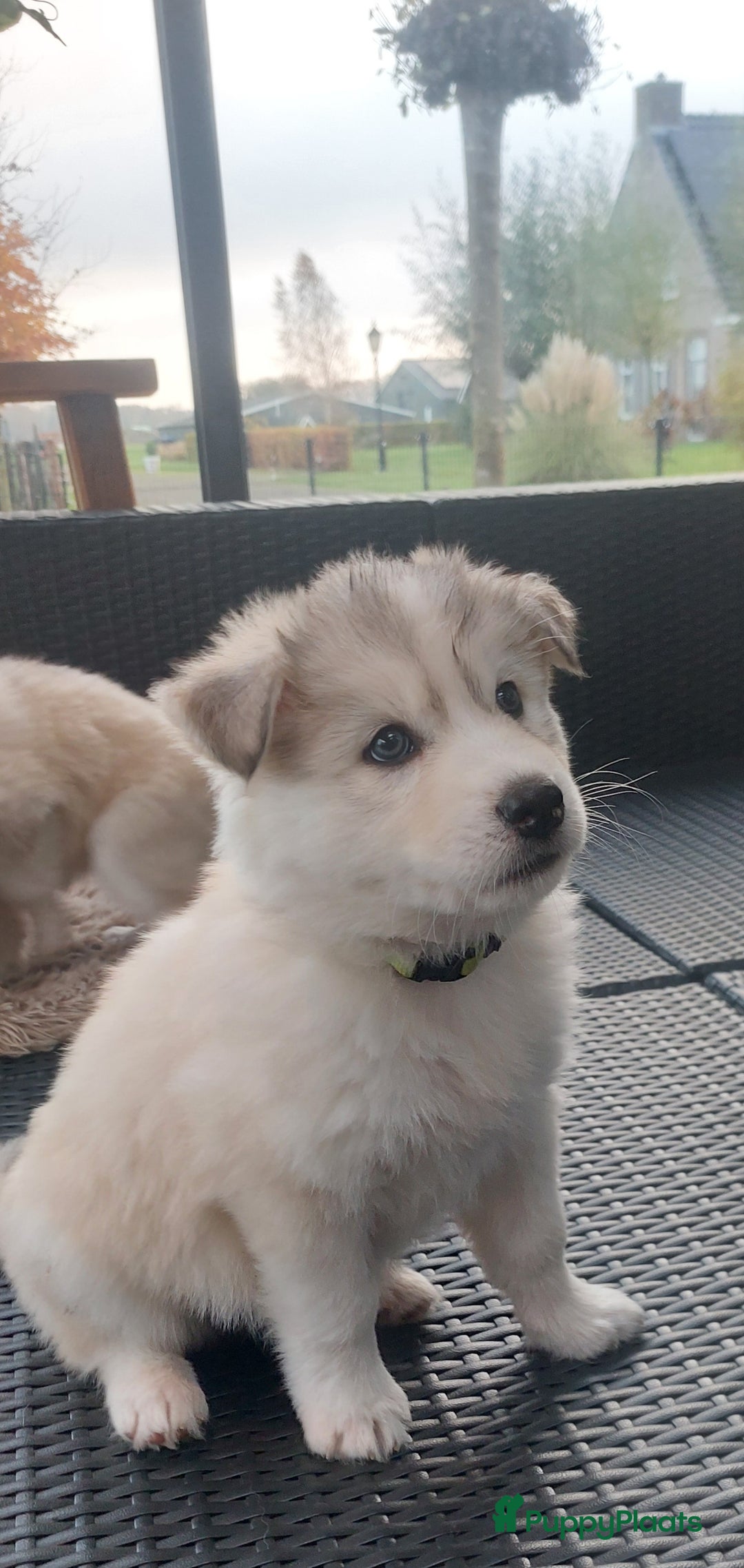 Pomsky honden te koop: Prachtige pomsky pups! - Advertentie 17