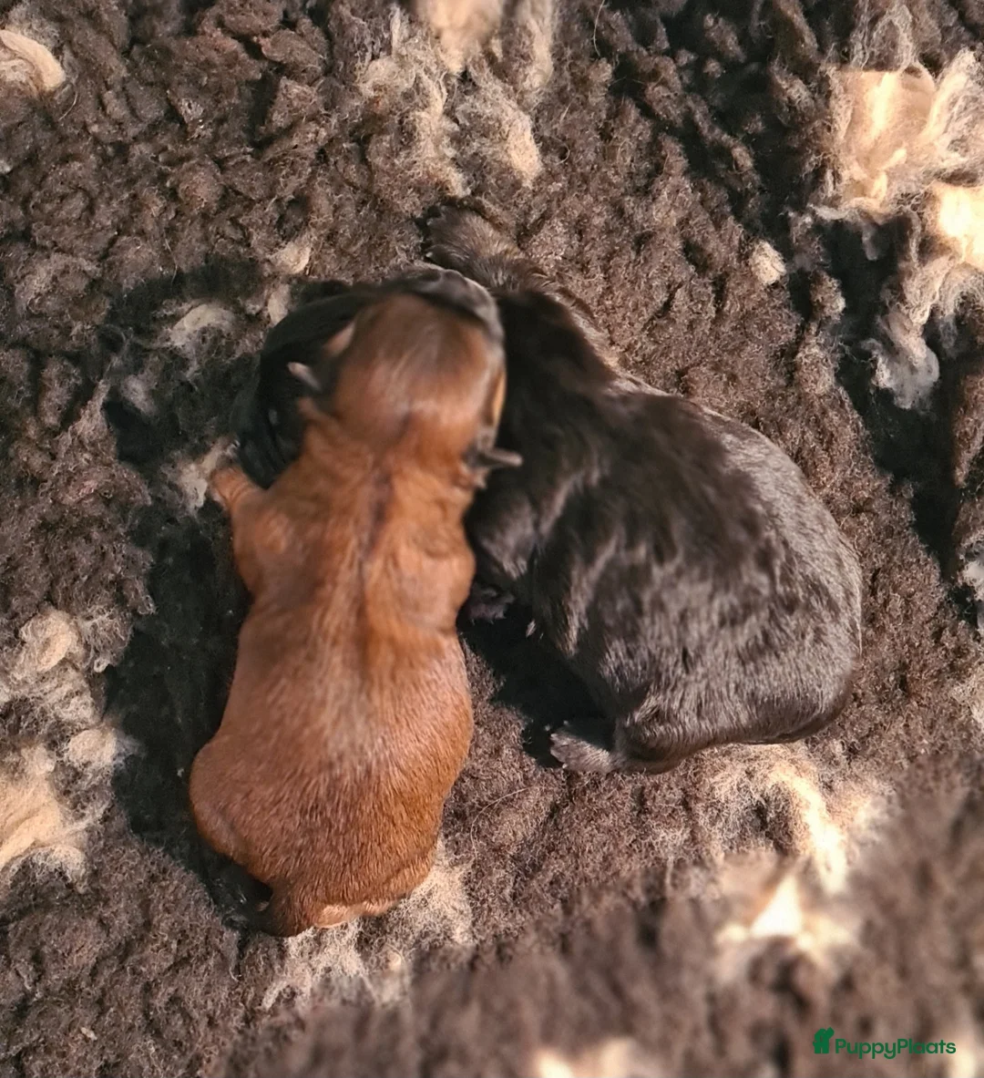 Shihpoo honden te koop: Lieve mooie shipoo pupjes  - Advertentie 29