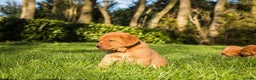 Labrador Retriever honden te koop: Redfox labradorpups  - Advertentie 2