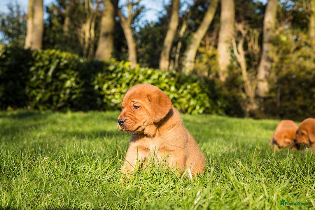 Labrador Retriever honden te koop: Redfox labradorpups  - Advertentie 2