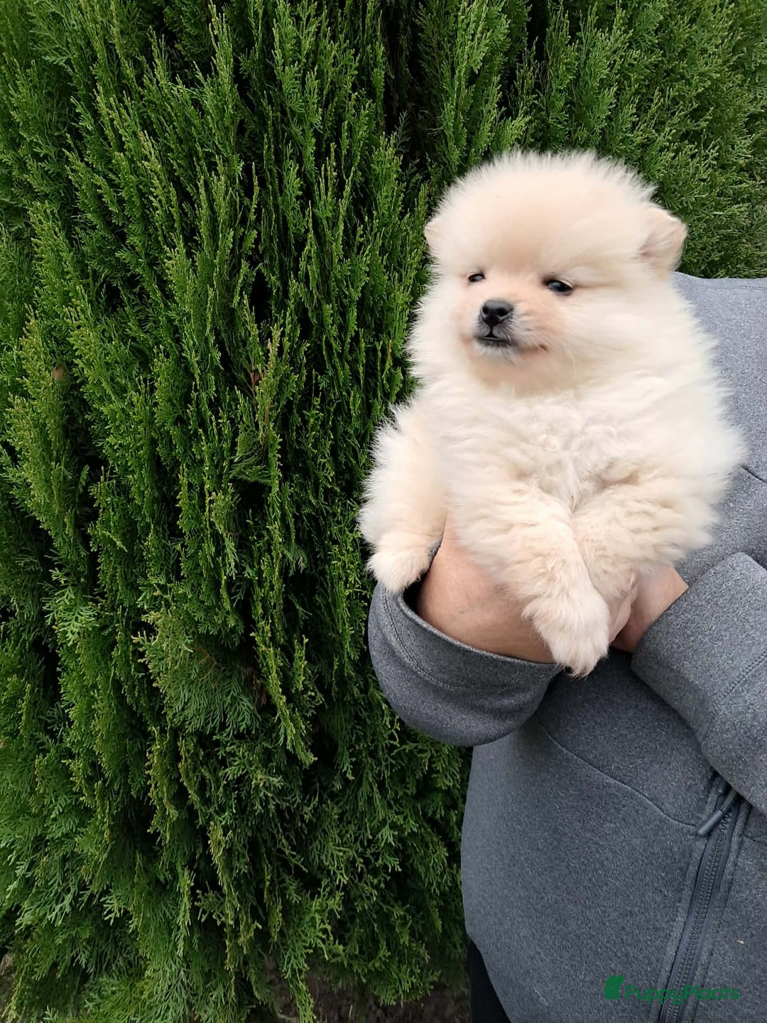 Pomeriaan honden te koop: Pomeriaan puppy’s  - Advertentie 1