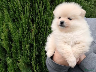 Pomeriaan honden Pomeriaan puppy’s - Advertentie 7