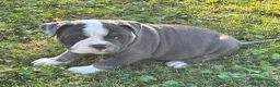 Old English Bulldog honden te koop: Prachtige Old English Bulldog pups - Advertentie 6