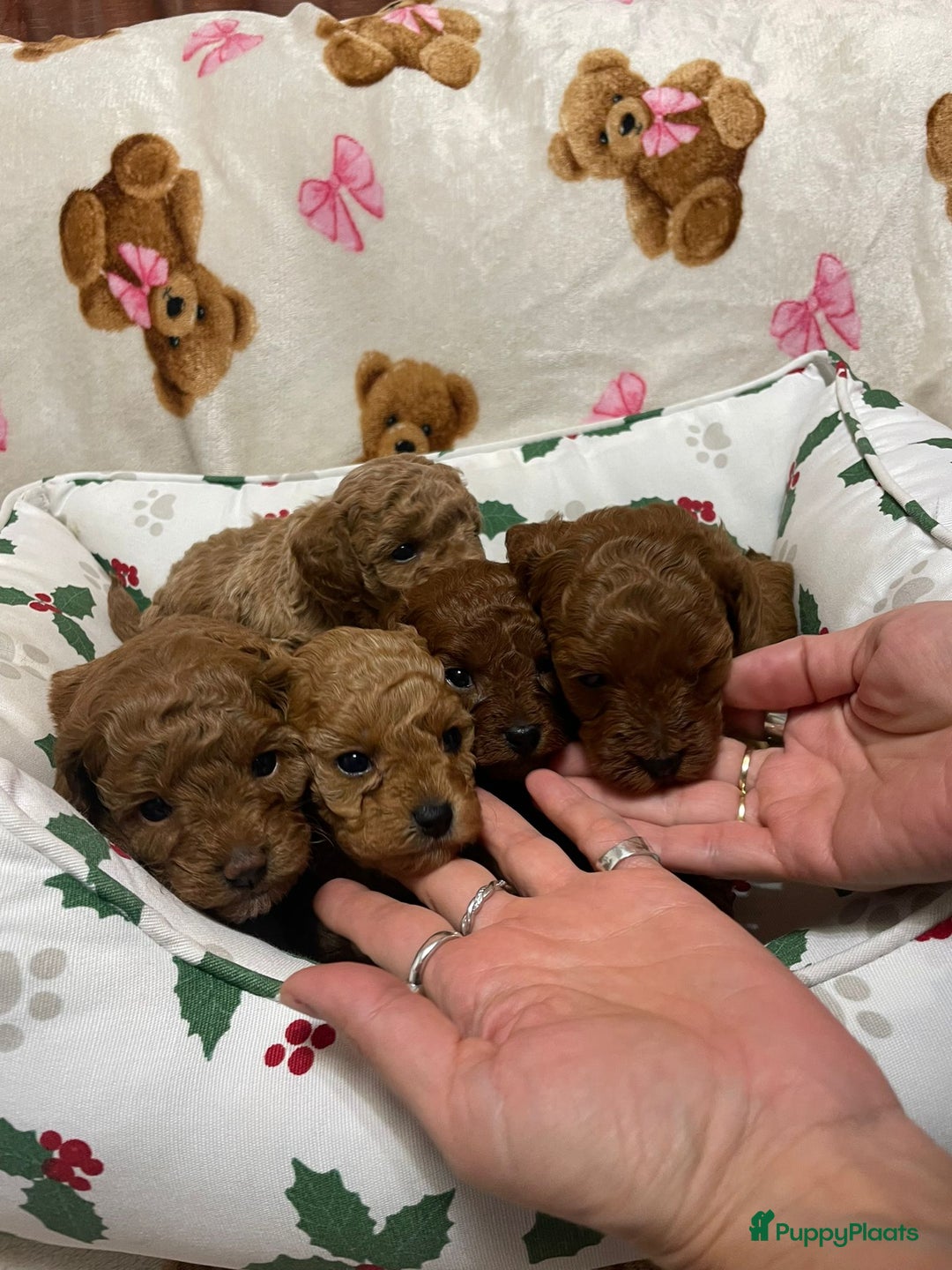 Poedel Toy honden te koop: 4 Prachtige Toy poedel teefjes - Advertentie 3