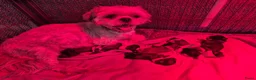 Shih Tzu honden te koop: Ras thi zhu - Advertentie 12