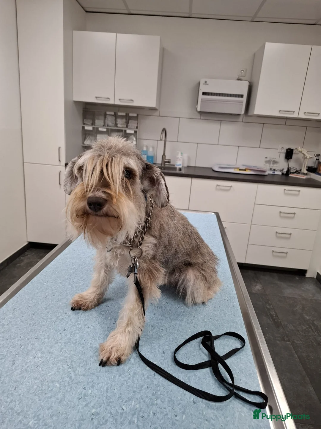 Dwergschnauzer honden te koop: Dwergschnauzers in liver/tan - Advertentie 3