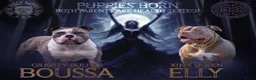 Amerikaanse Bully honden te koop: Prachtig nest American Bully pups - Advertentie 2