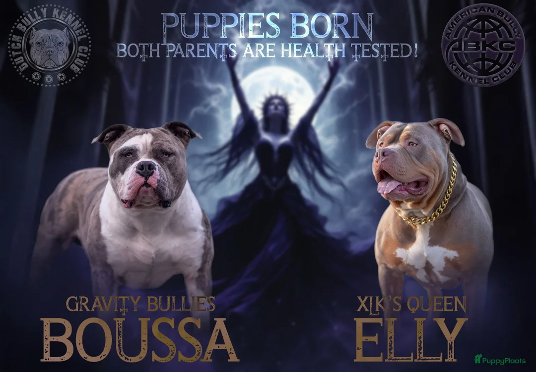 Amerikaanse Bully honden te koop: Prachtig nest American Bully pups - Advertentie 2
