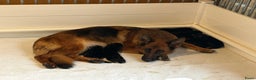 Duitse Herder honden te koop: Mooie stamboom duitseherder pups  - Advertentie 4