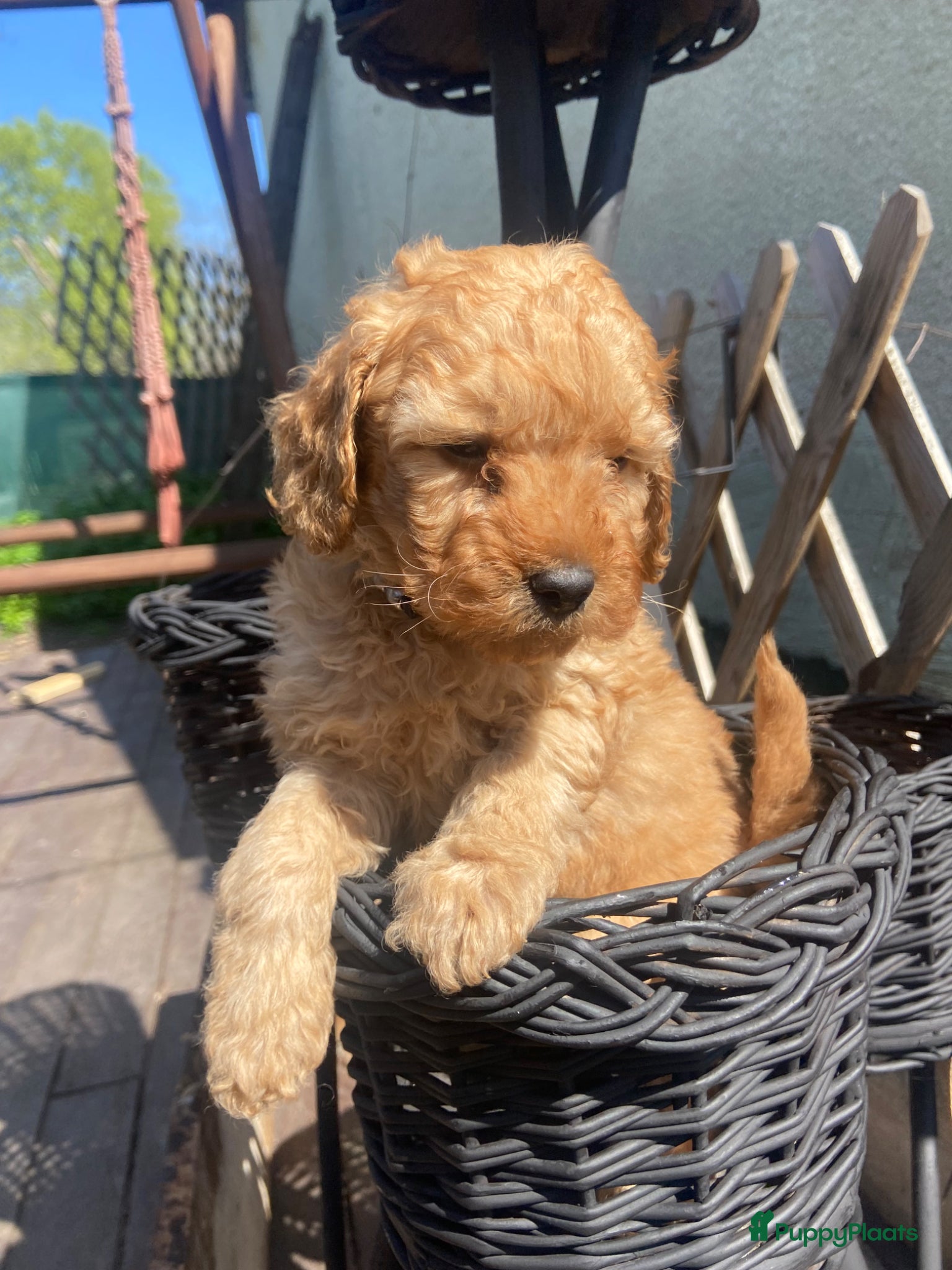 Kruising honden dwergpoedel pups abrikoos en zwart - Advertentie 2