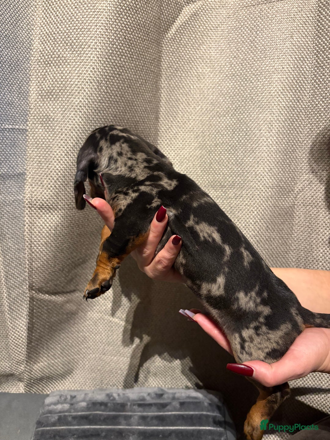 Teckel (korthaar)  honden te koop: Teckel pups opzoek naar gouden mandje. - Advertentie 8