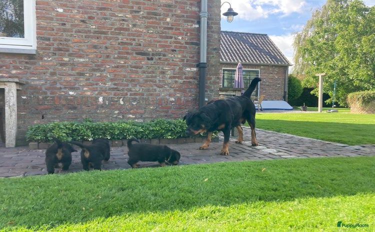 Rottweiler honden - Advertentie 1