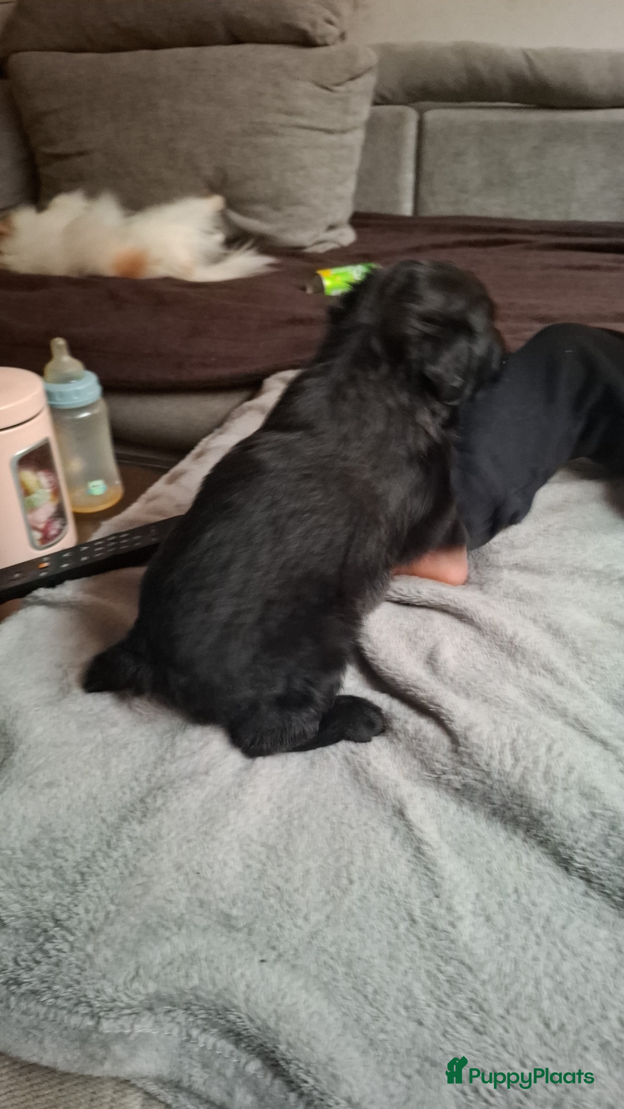 Bouvier des Flandres honden Boefjes - Advertentie 1